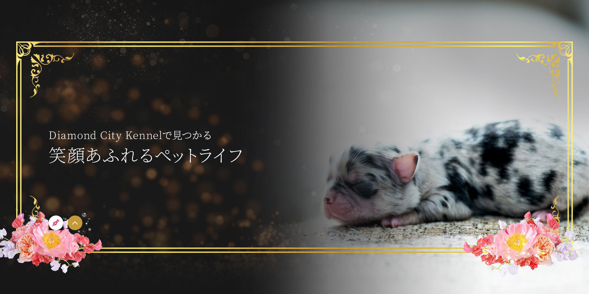 Diamond City Kennelで見つかる 笑顔あふれるペットライフ