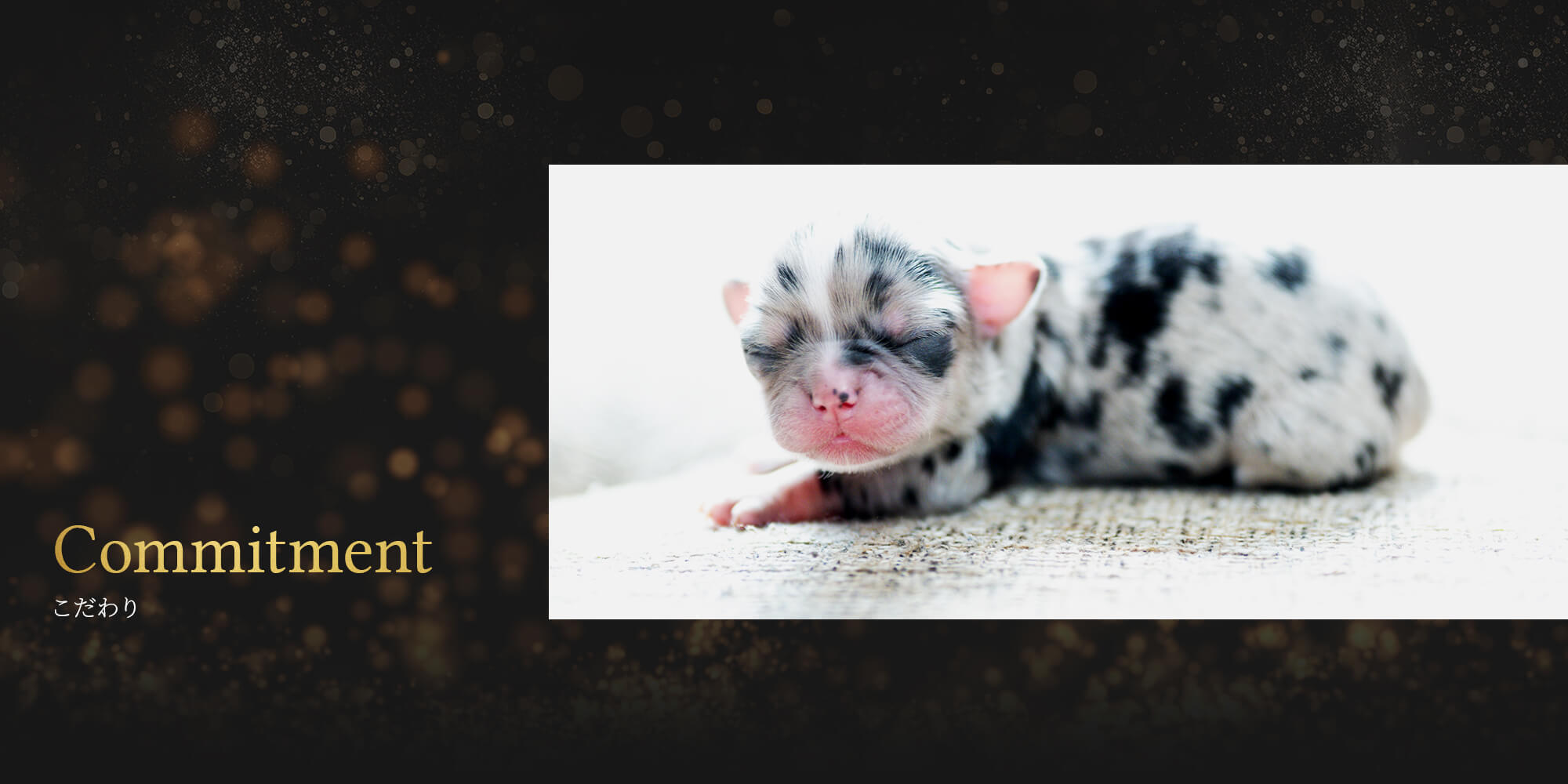 ｲﾀﾘｱﾝｸﾞﾚｲﾊｳﾝﾄﾞ　仔犬番号🐶０５２