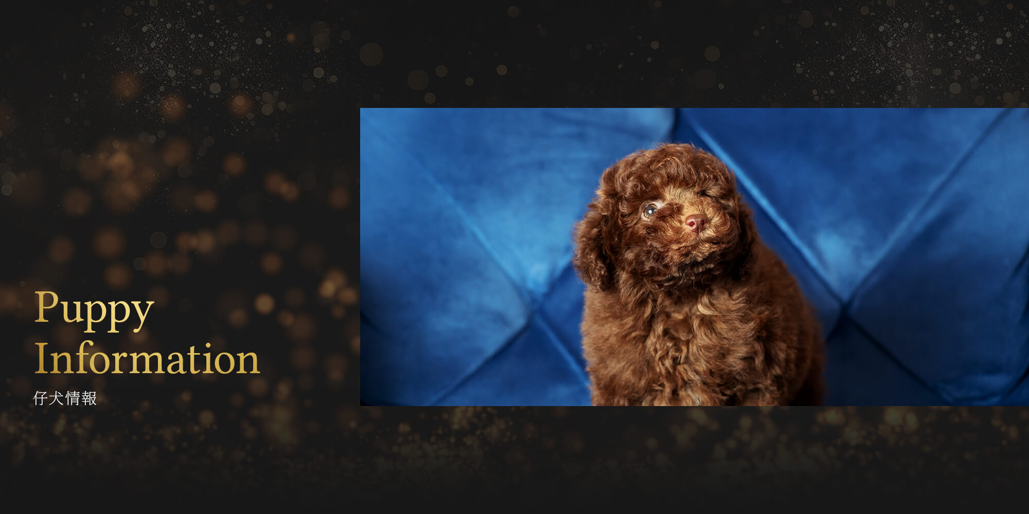 ｲﾀﾘｱﾝｸﾞﾚｲﾊｳﾝﾄﾞ　仔犬番号🐶０５１