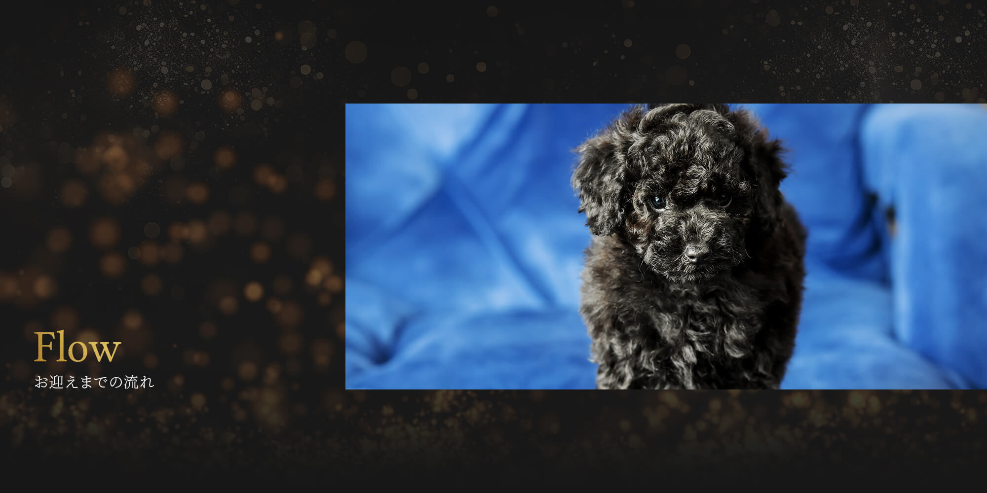 チワワ　仔犬番号🐶０５０