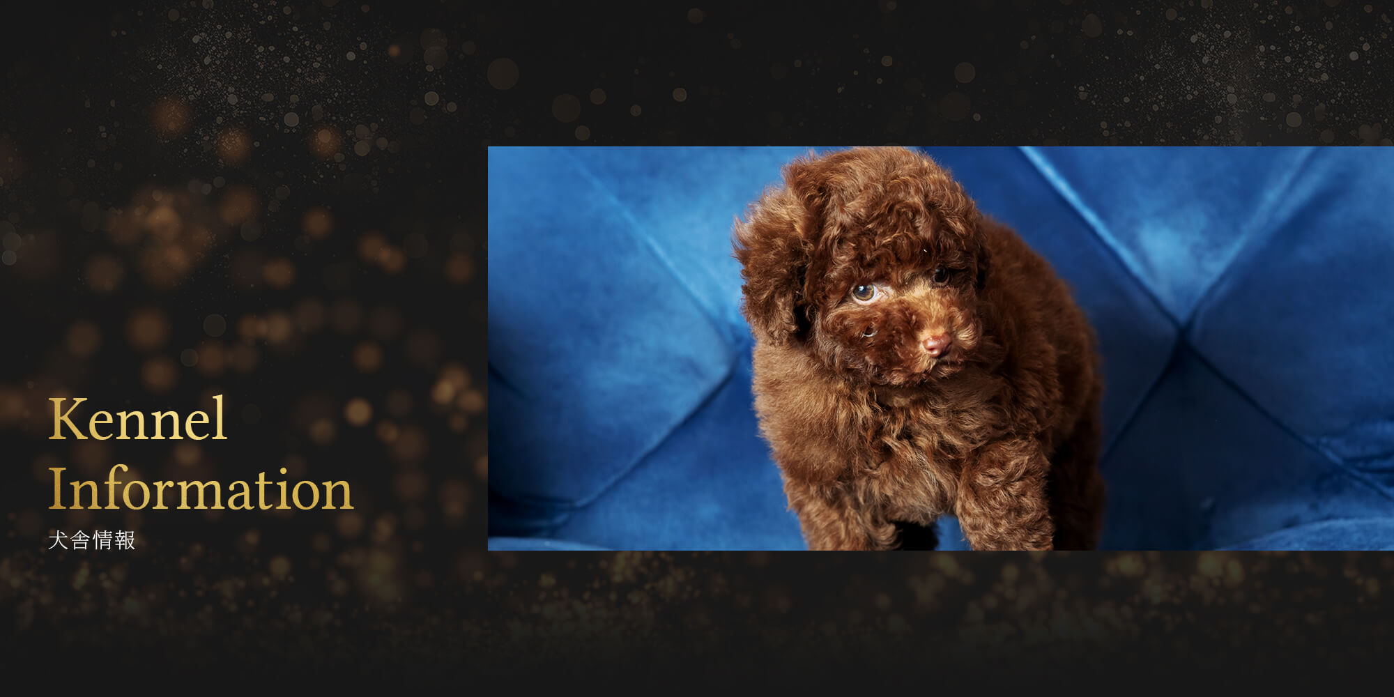 チワワ　仔犬番号🐶０４９