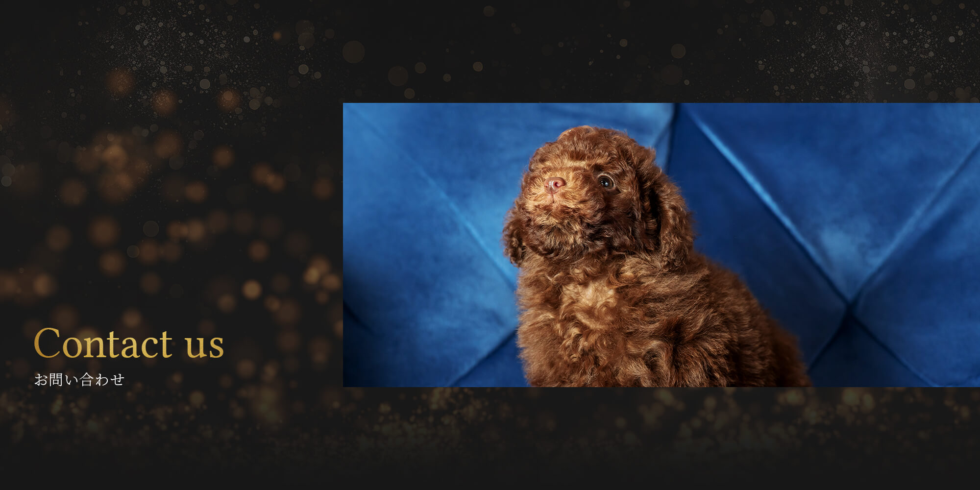 ﾄｲﾌﾟｰﾄﾞﾙ　仔犬番号🐶４８